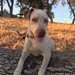 Meet your Posher, Cody